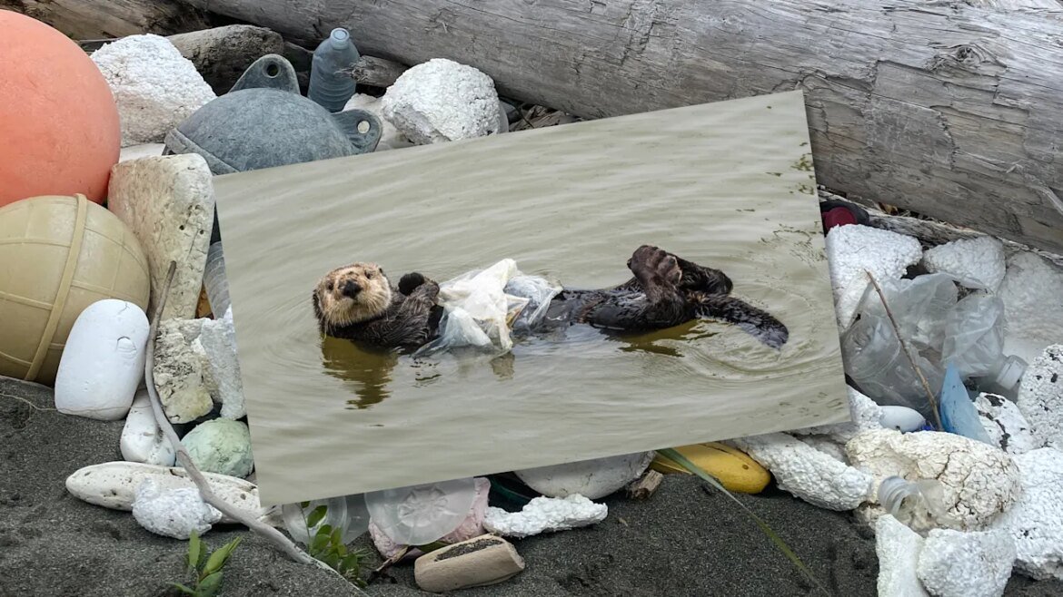 Beach cleanups can save the lives of marine animals. This calculator tells you exactly how many