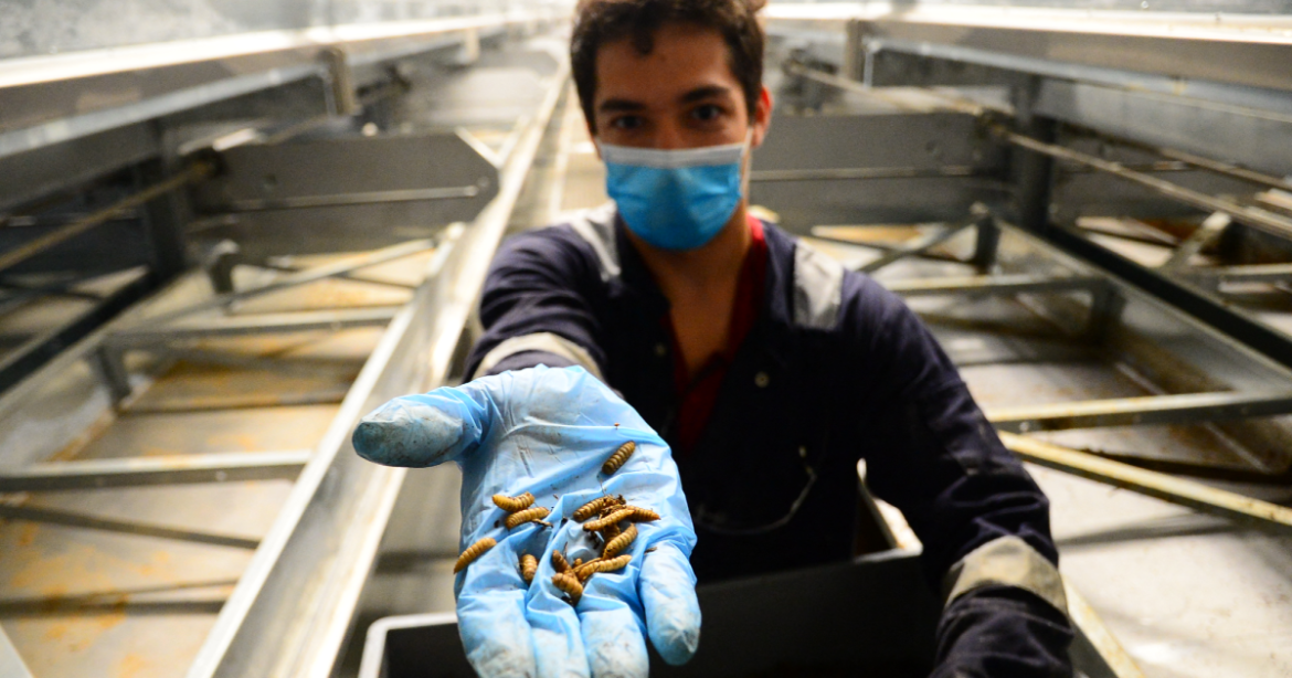 Bugs Were Supposed to be the Future of Food. Now, the Industry is Collapsing. – Mother Jones