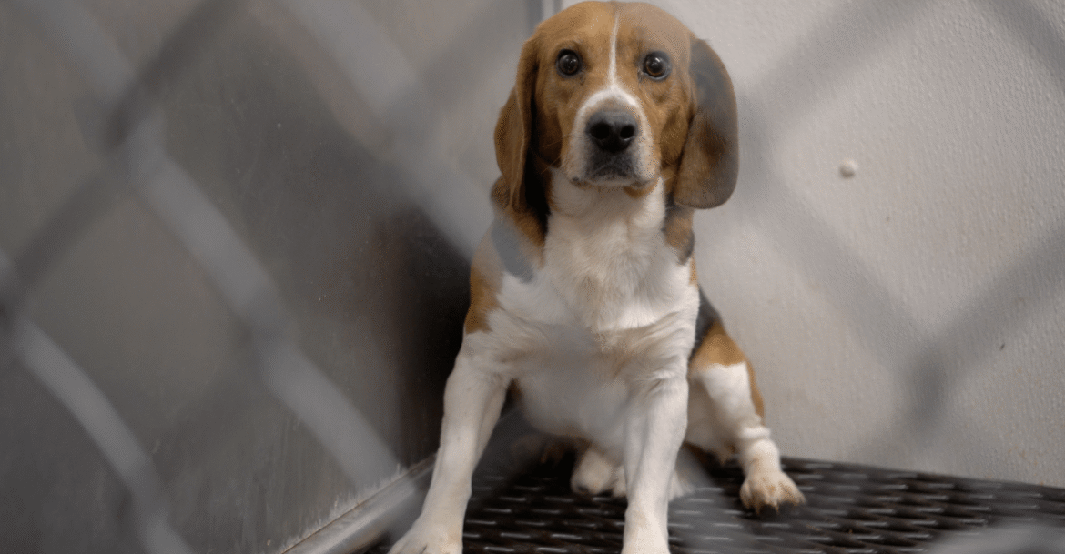 Can dogs be considered “persons” under the law?