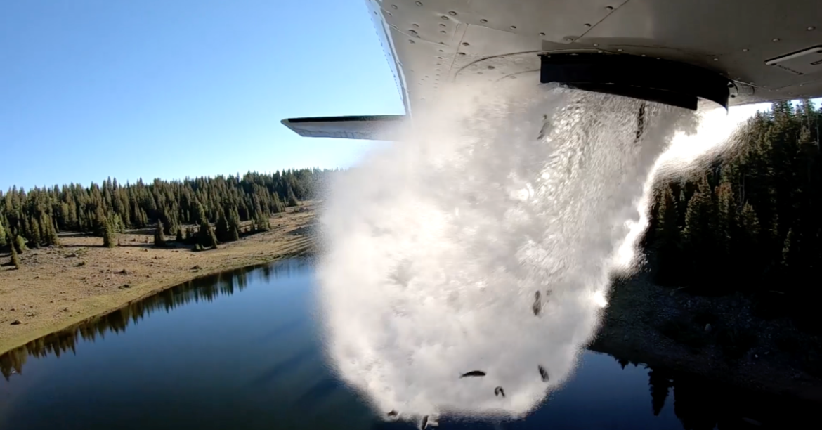 Fish stocking is unleashing millions of nonnative species into lakes and rivers. Is that bad?