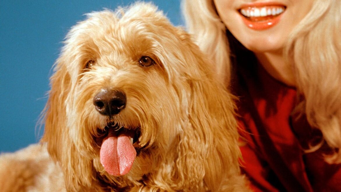 How Doodles Became the Dog du Jour