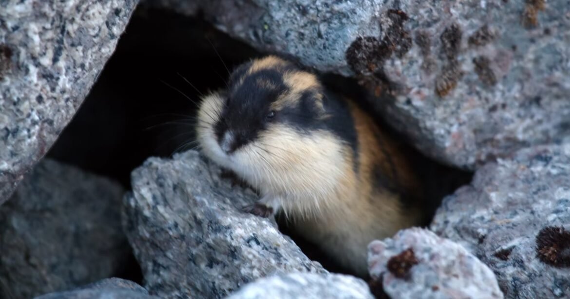 India APT Sloppy Lemming Targets Defense, Critical Infrastructure