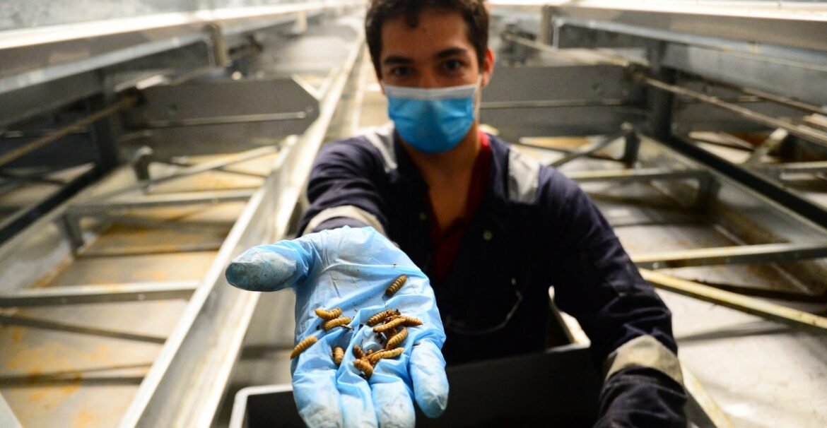Insect farming startups received $2 billion to grow bugs for human food — and livestock feed. Now the industry is collapsing.