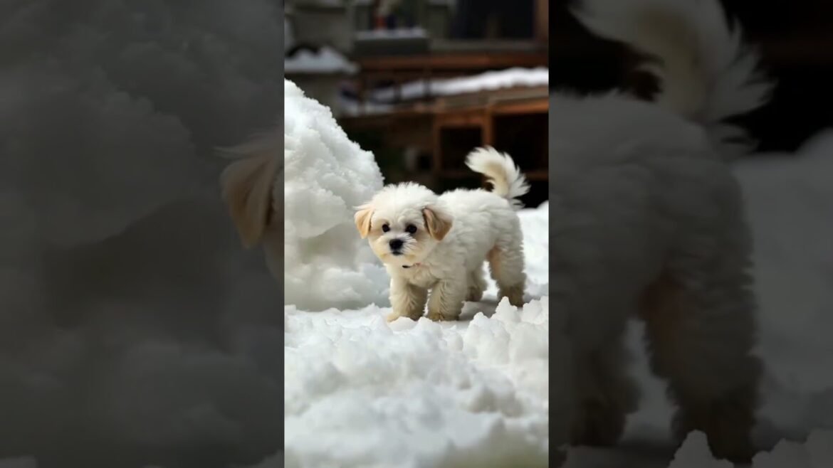 Merry Christmas Shorts Song Non-Stop Music Remix Suno AI Viral Video Girl Cute Cat Dog New Challenge