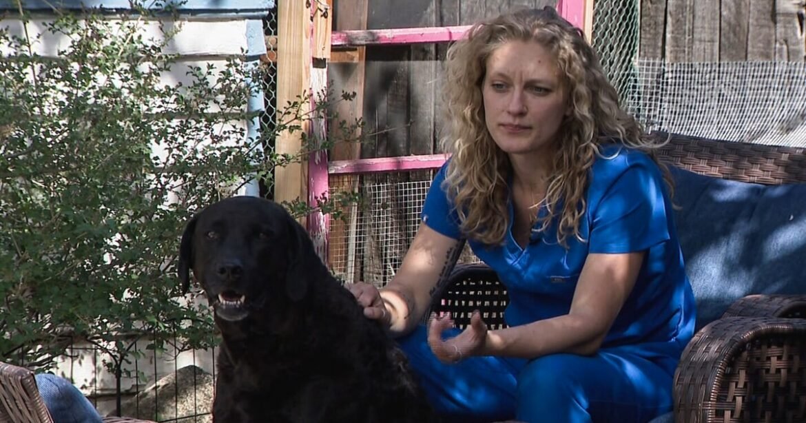 Meth-laced hot dogs have twice sickened a family's pups. Police don't know who's responsible or why.