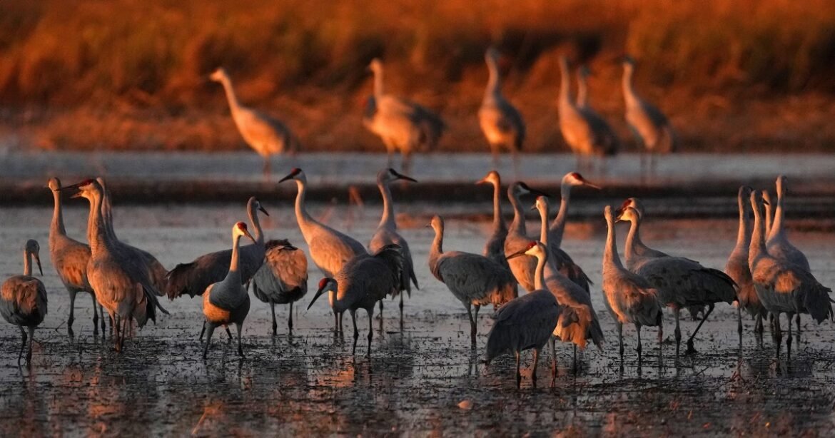 Nature’s Ability to Adapt to Human Activities Seems to be Slowing Down – Mother Jones