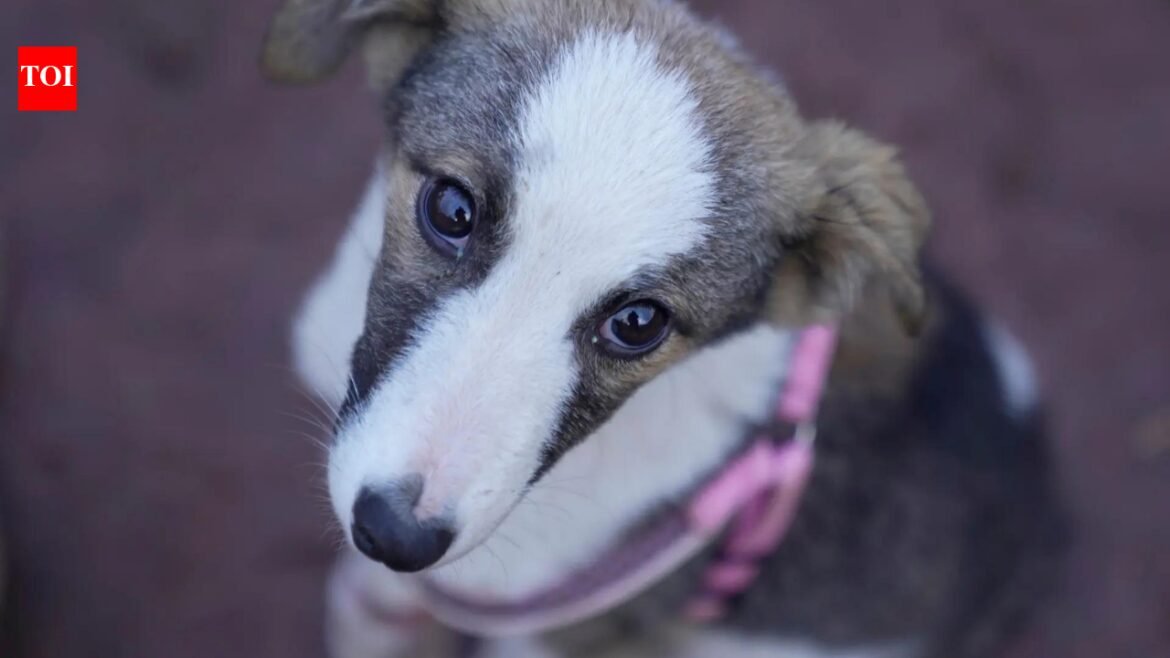 Nearly 100 stray dogs poisoned to death in...