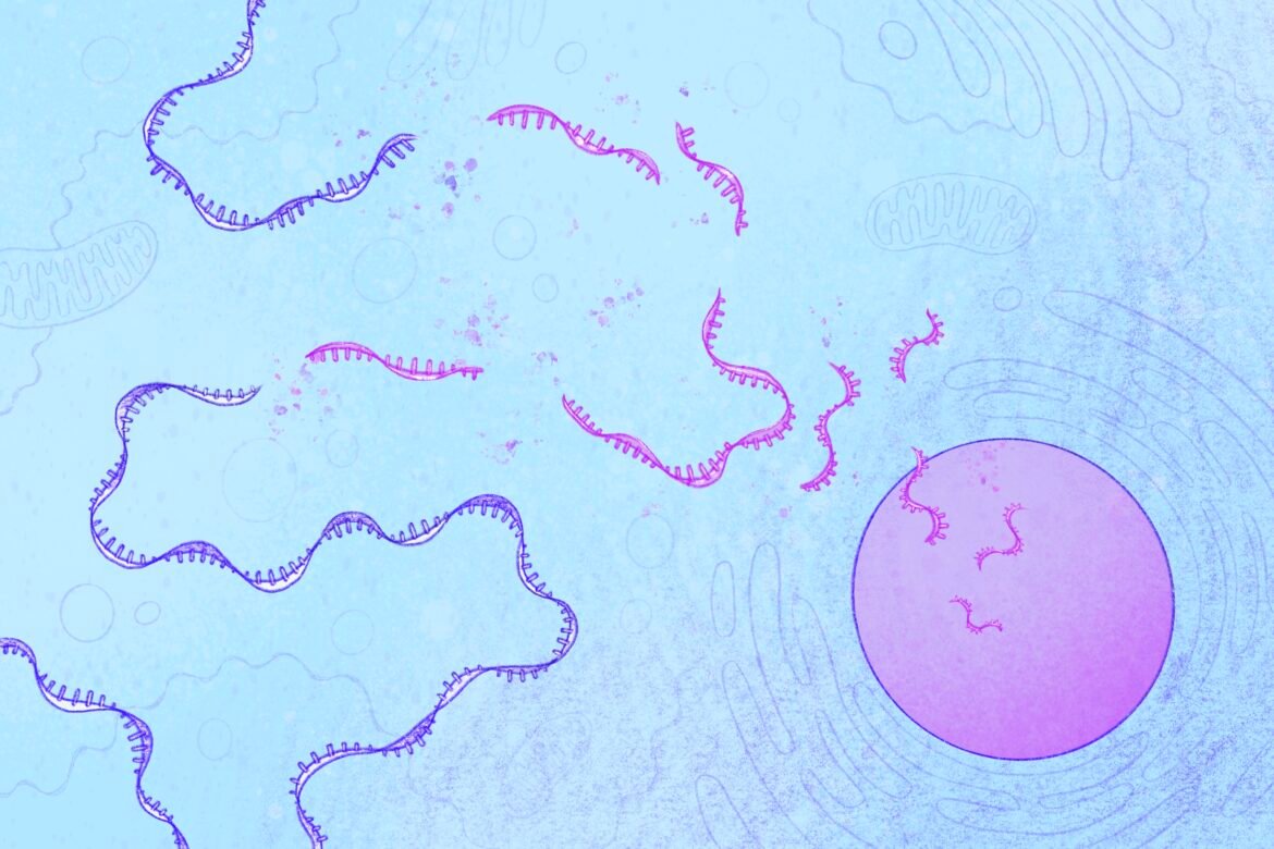 New insights into a hidden process that protects cells from harmful mutations | MIT News