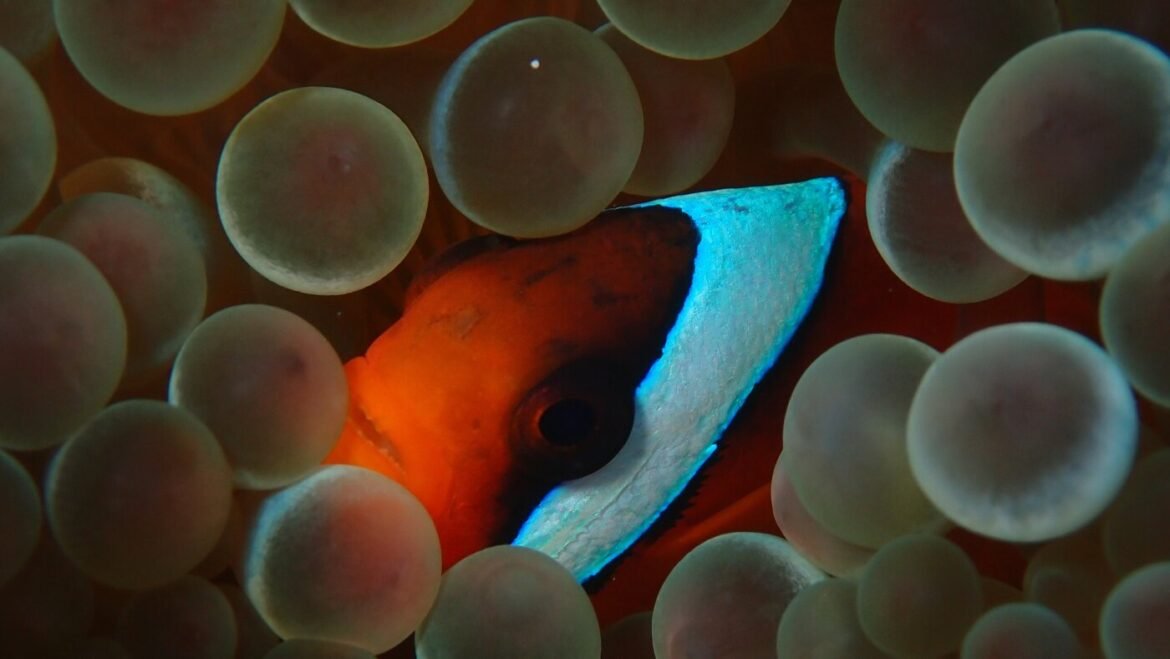 Peer pressure can make this clownfish change its stripes : NPR