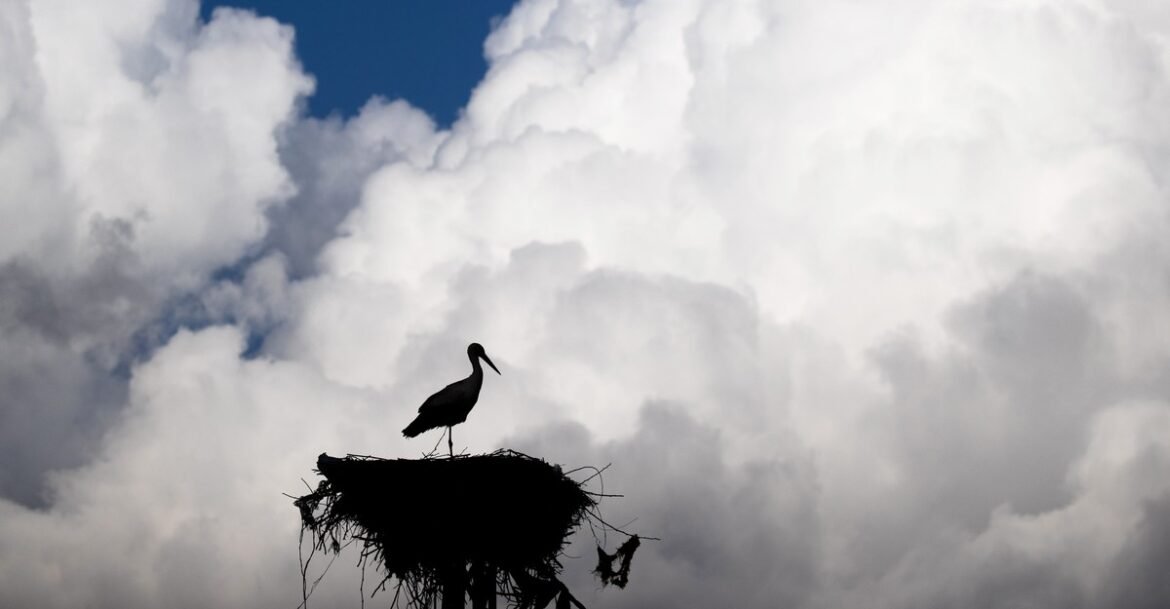 Photos: Birds in Early Springtime