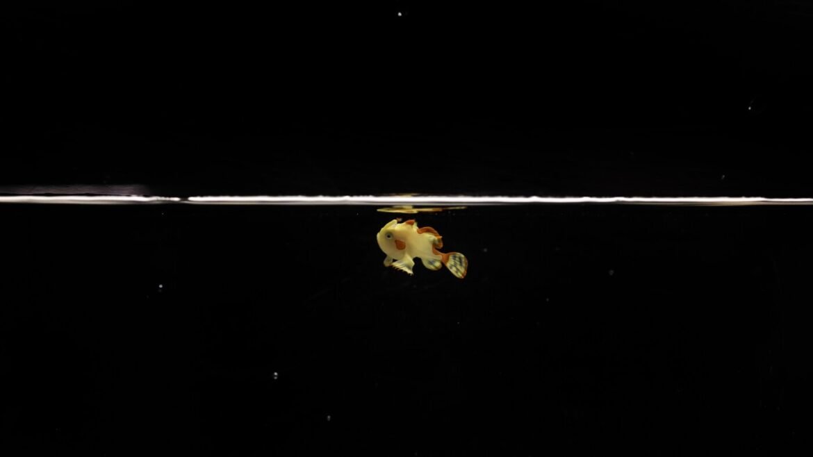 Shedd Aquarium raise a warty frogfish in captivity : NPR