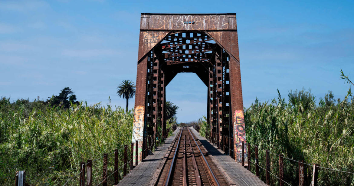 The Invasive Plant That Thrives on Bureaucracy – Mother Jones