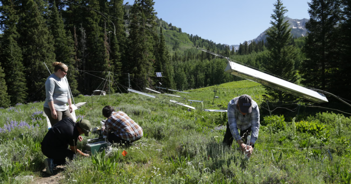 These Scientists Tested How Climate Change Affects Wild Meadows—With Alarming Results – Mother Jones