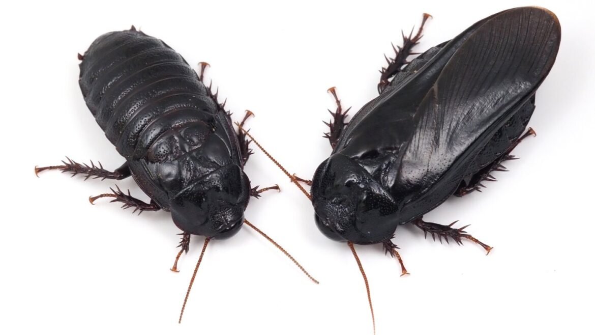These roaches form exclusive long-term relationships after eating each other's wings : NPR