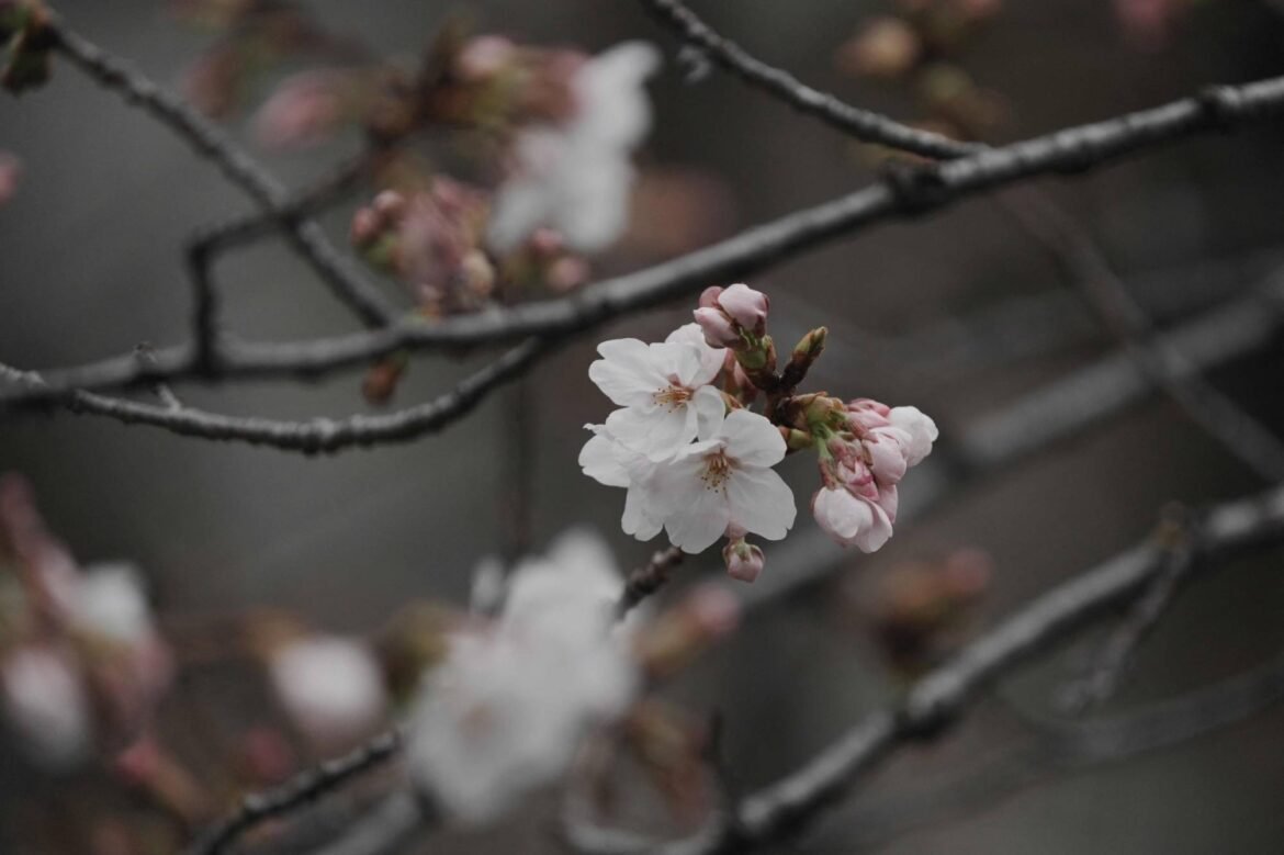 Tokyo's cherry blossom season officially begins