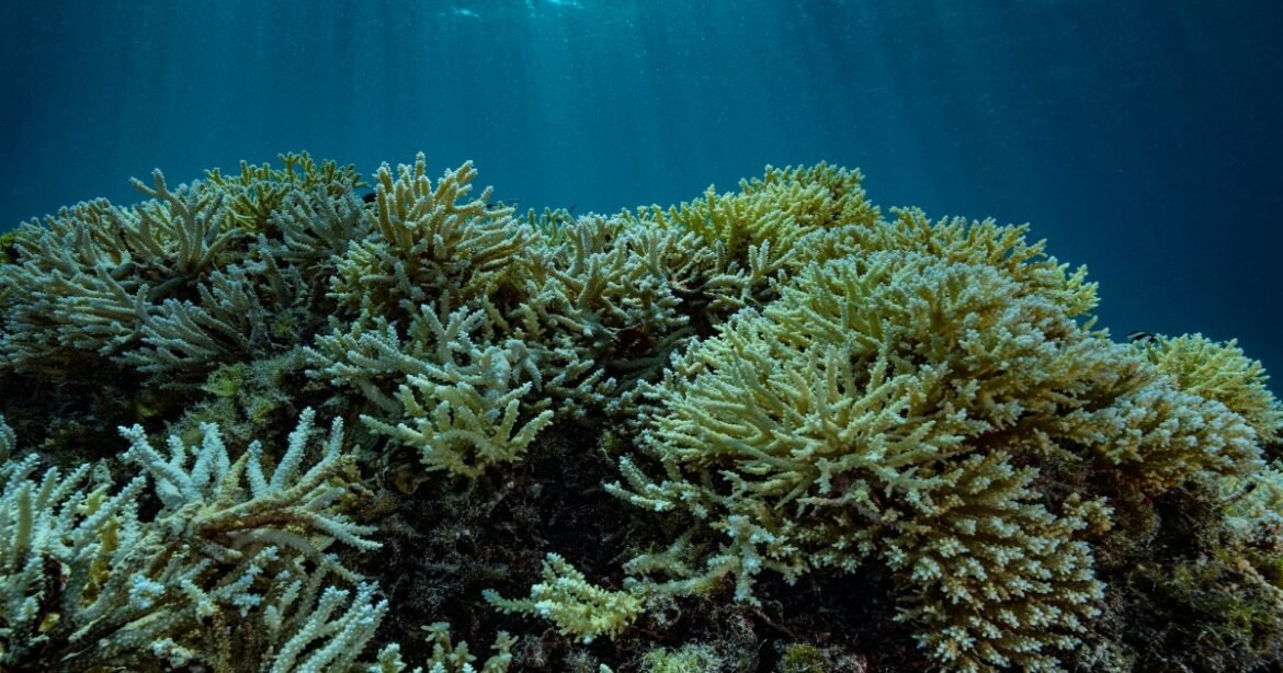 US Government Is Accelerating Coral Reef Collapse, Scientists Warn – Mother Jones