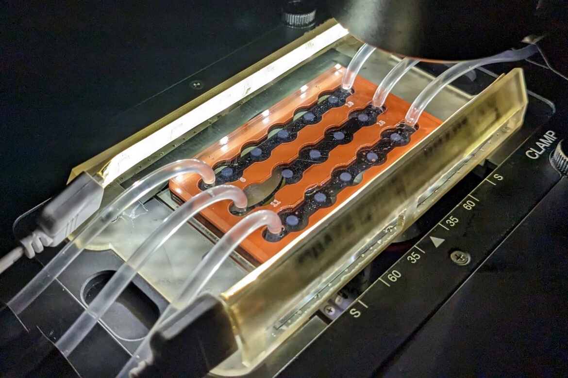 Understanding how “marine snow” acts as a carbon sink | MIT News