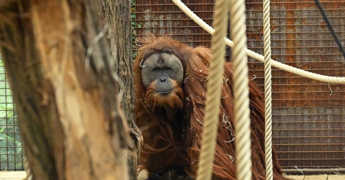 We’re discovering new species fast — and it might help save them