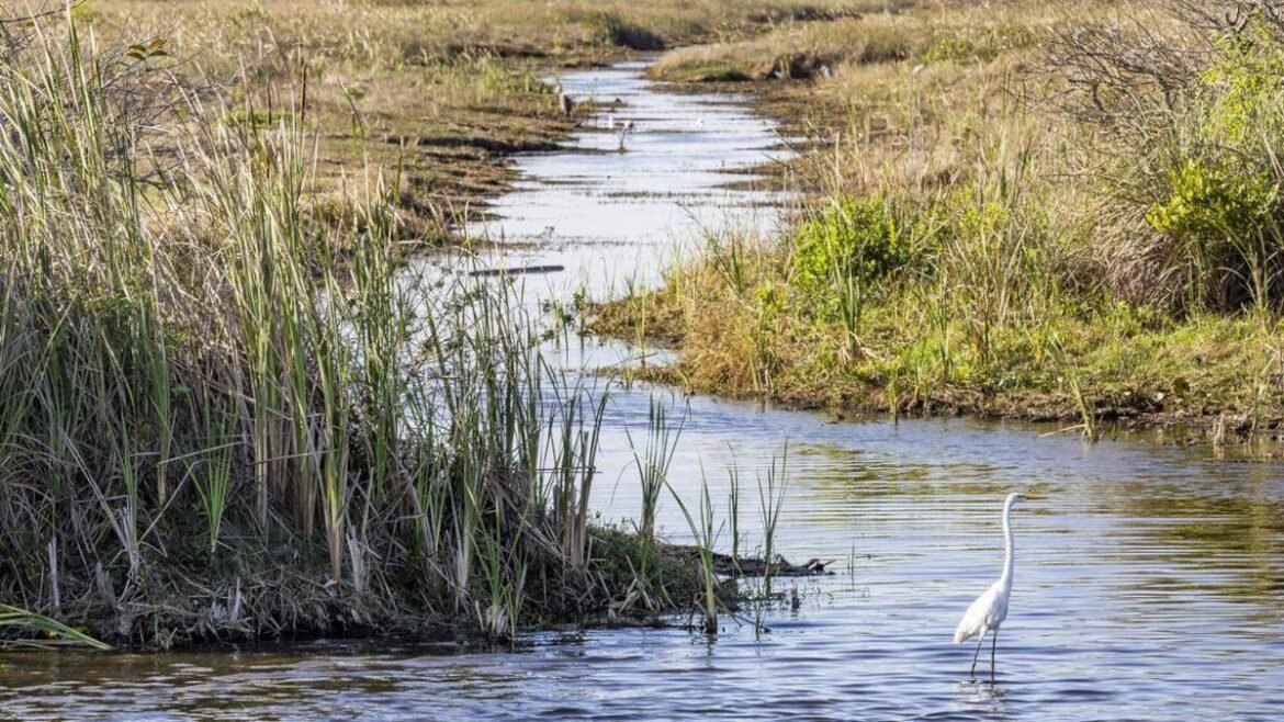 ‘Dry to the bone’: Drought squeezes Everglades airboat operators