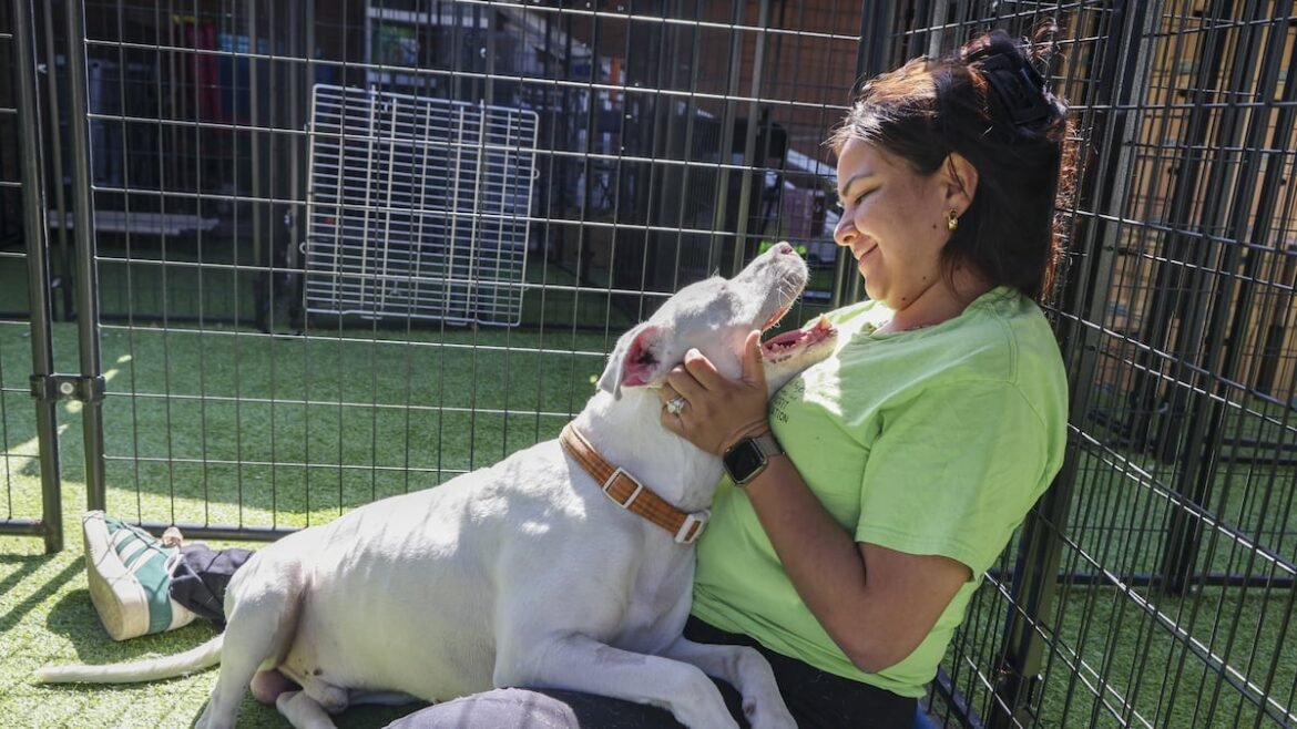 As pets’ immigrant owners face deportation, this Tampa shelter is saving them