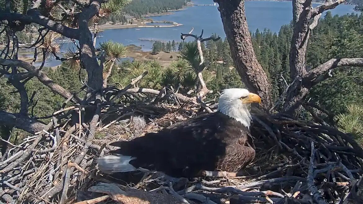 Big Bear bald eagles Jackie and Shadow are about to test whether they can go even more viral