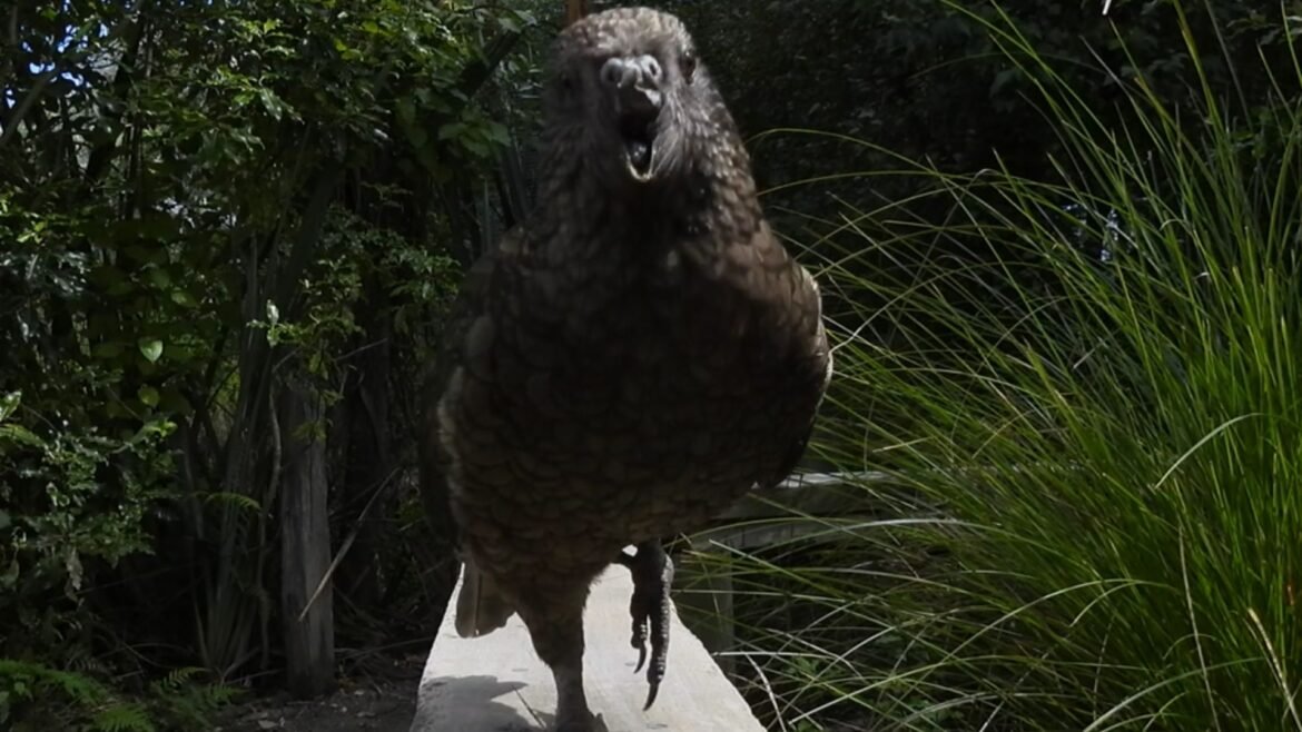 A gray and green parrot looks at the camera, its beak open with the top of its beak missing. Grasses and trees sit behind it.