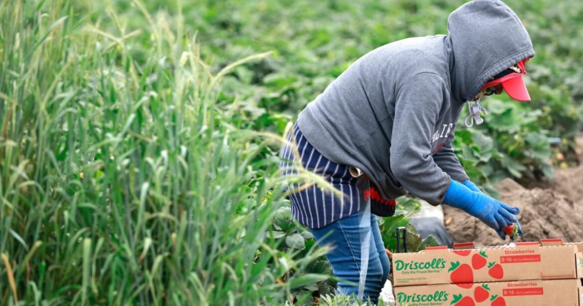 California Bill Aims to End Spraying of Crops With Toxic “Forever Chemicals” – Mother Jones