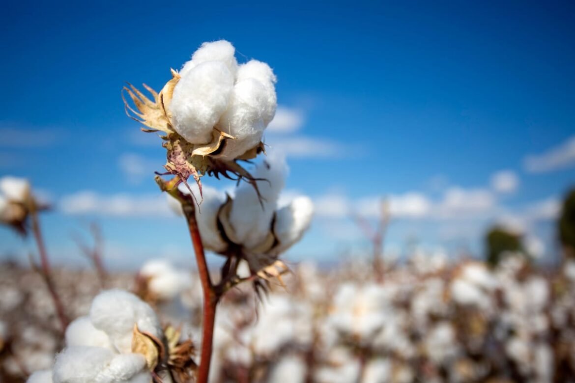 Cotton Rally Extending to New Highs