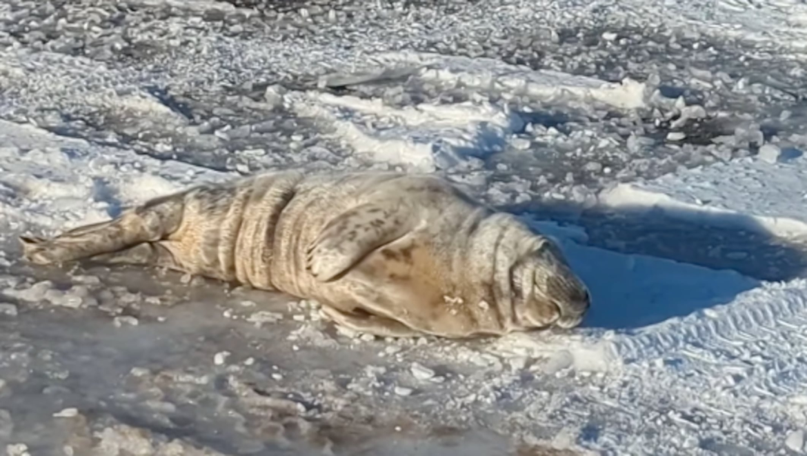A grey seal wandered onto Long Beach Boulevard in Harvey Cedars in February. The seal was rescued and is making a speedy recovery, officials reported over the weekend.