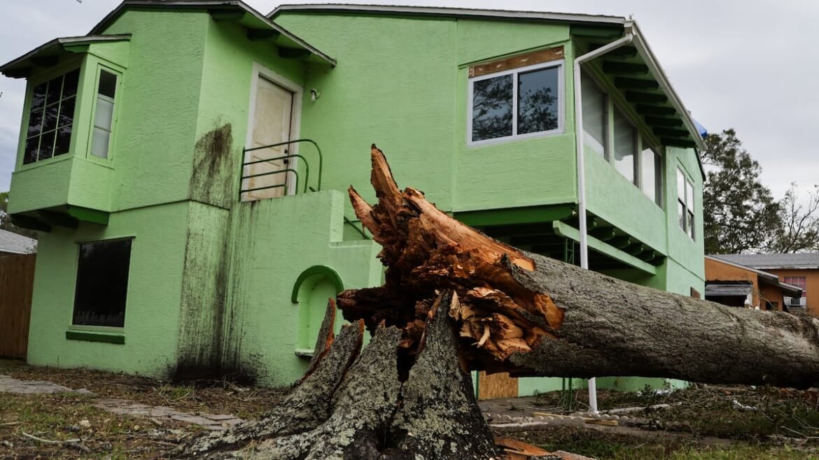 How did St. Petersburg’s tree canopy fare after the 2024 hurricanes?