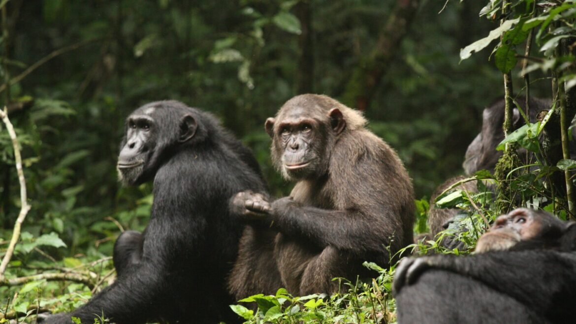 How the world’s largest known group of chimps turned on each other : NPR