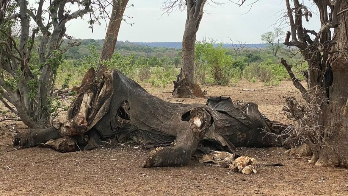 A large, gray, wrinkled carcass sits between two trees on a brown, dusty surface.