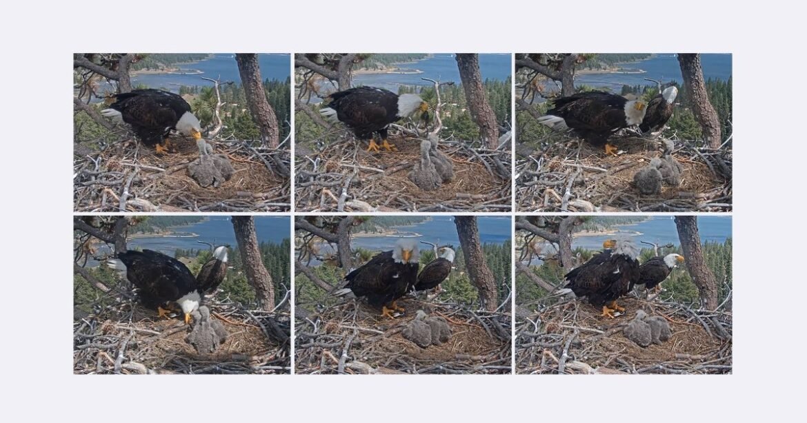 Justin Bieber’s Coachella Livestream Was Fine But Have You Seen These Birds – Mother Jones