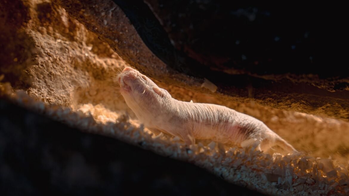 a photo of a naked mole rat in a tunnel