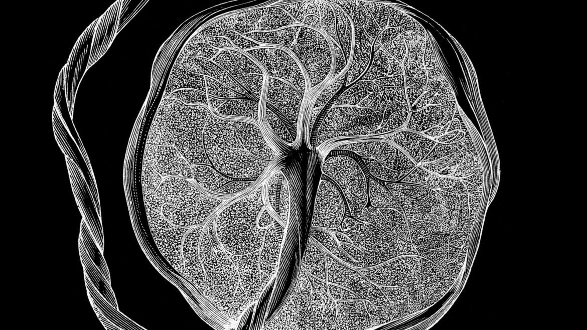 illustration shows a black and white depiction of the fetal side of the placenta
