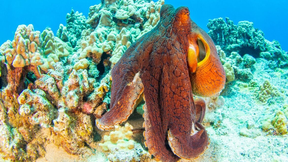 A large rust colored octopus floats next to a white stony reef. 