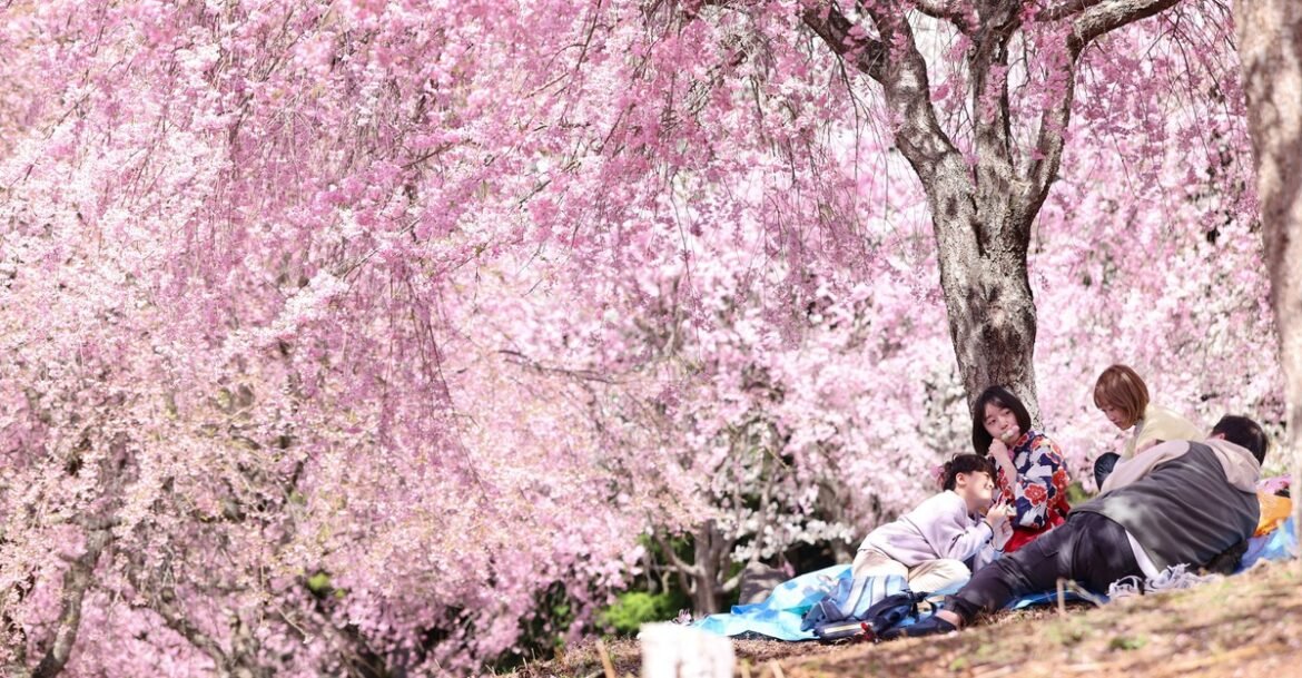 Photos: Out Among the Cherry Blossoms