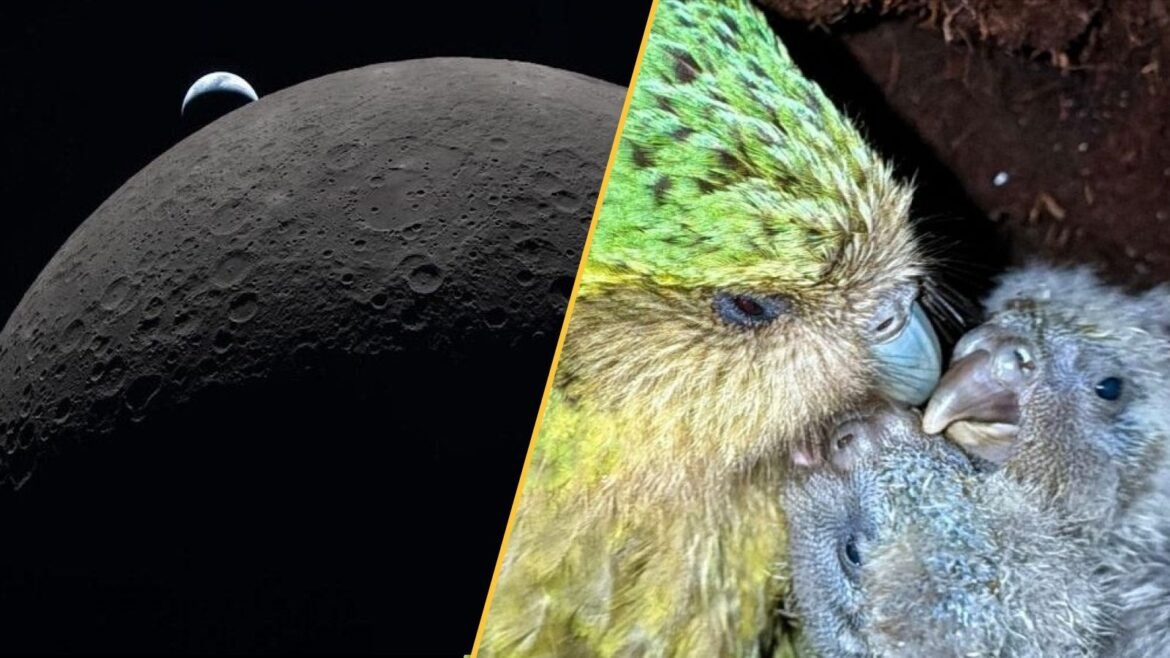 The Earth sets behind the moon and a kakapo parrot with its chicks.