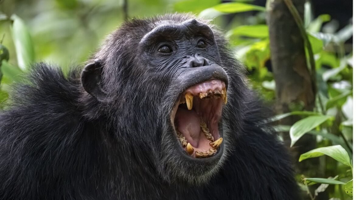 Scientists Announce The First Clear Evidence of a Chimpanzee 'Civil War' : ScienceAlert