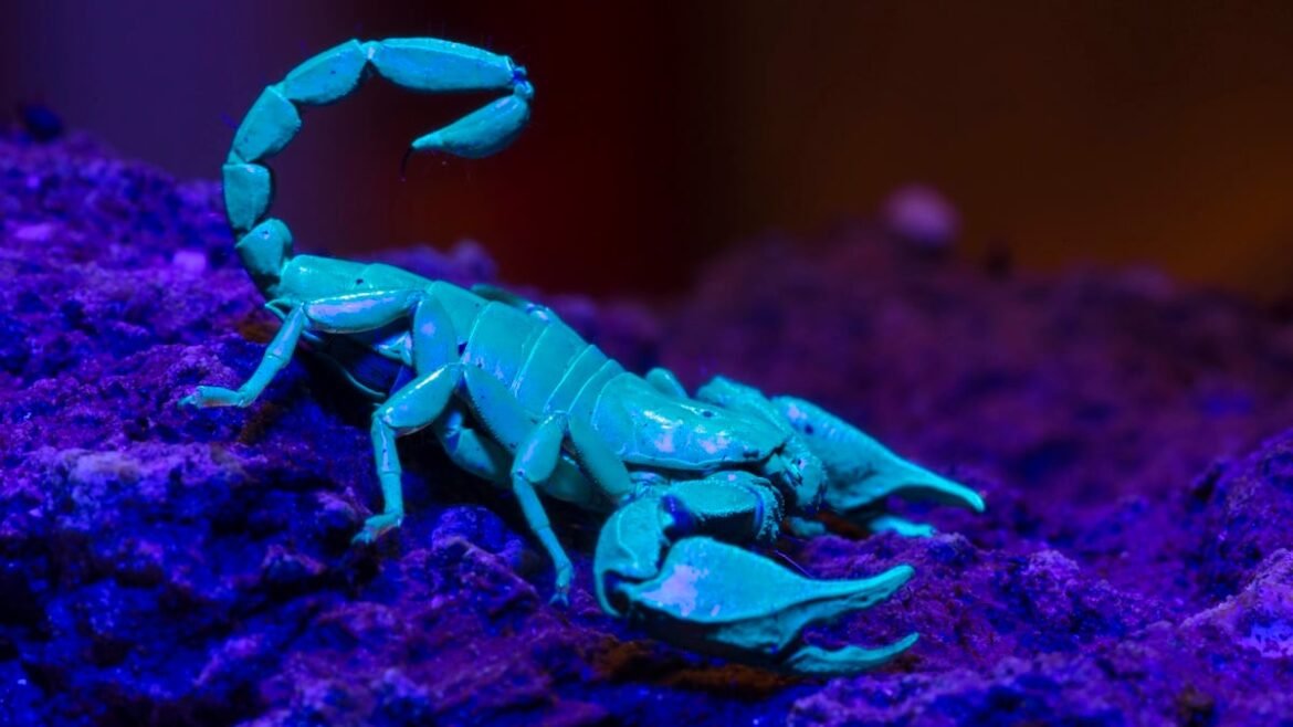Scorpions Reinforce Their Deadly Claws And Stingers With Heavy Metals : ScienceAlert