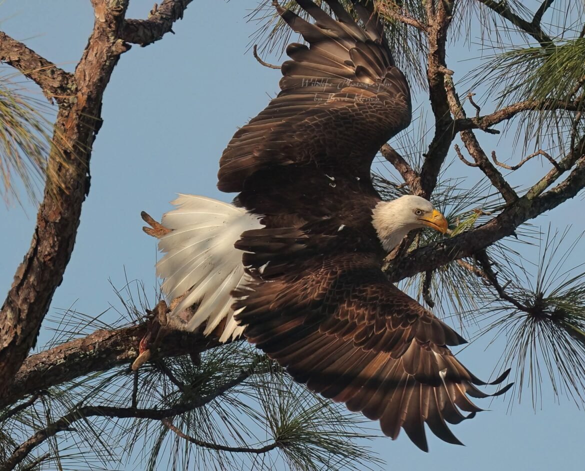 Slipshod investigation of famous Florida eagle’s death ruffles feathers • Florida Phoenix