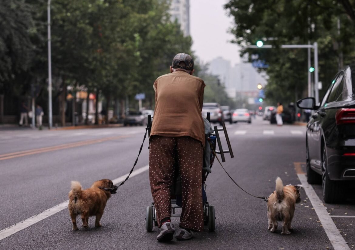 Streaming channel meant for pets launched in China