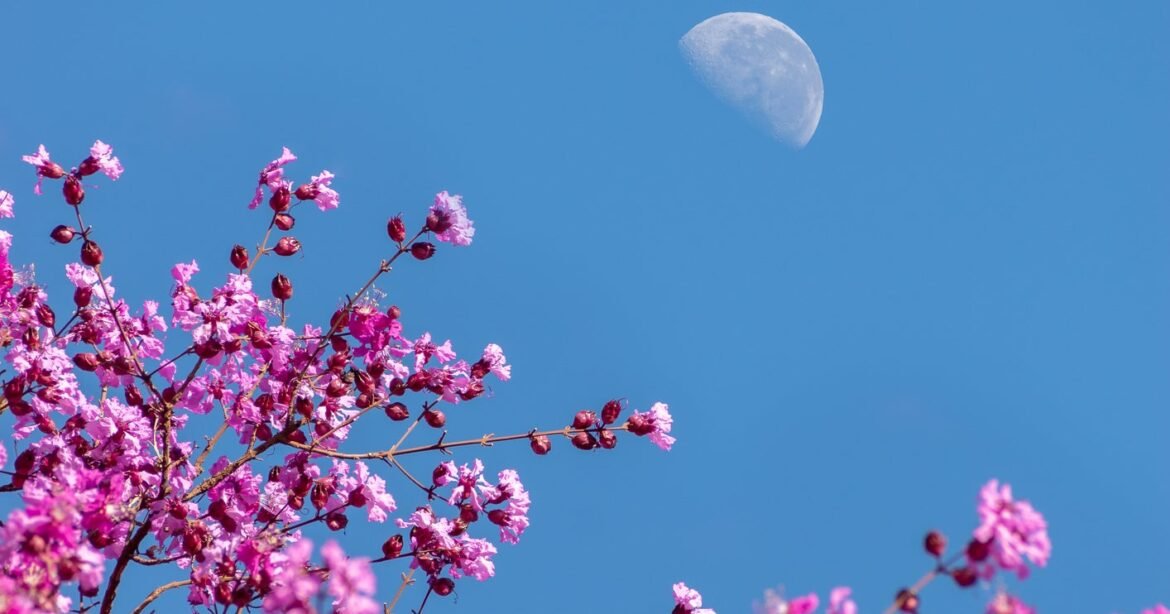 The Full Flower Moon In Scorpio Horoscope 2026 Is Here