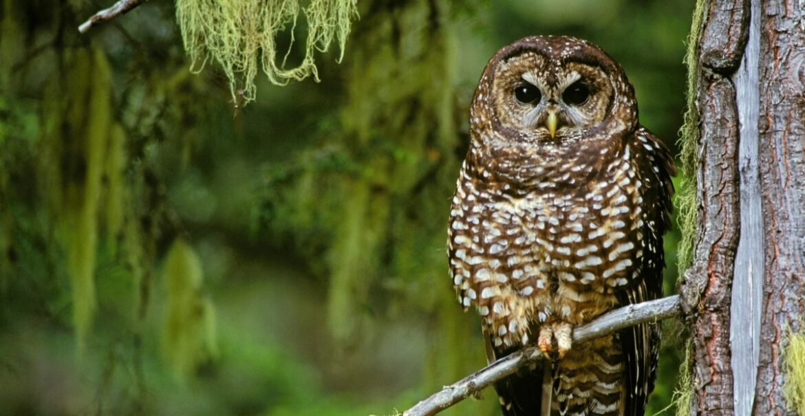 The Trump administration’s logging push and its impact, explained