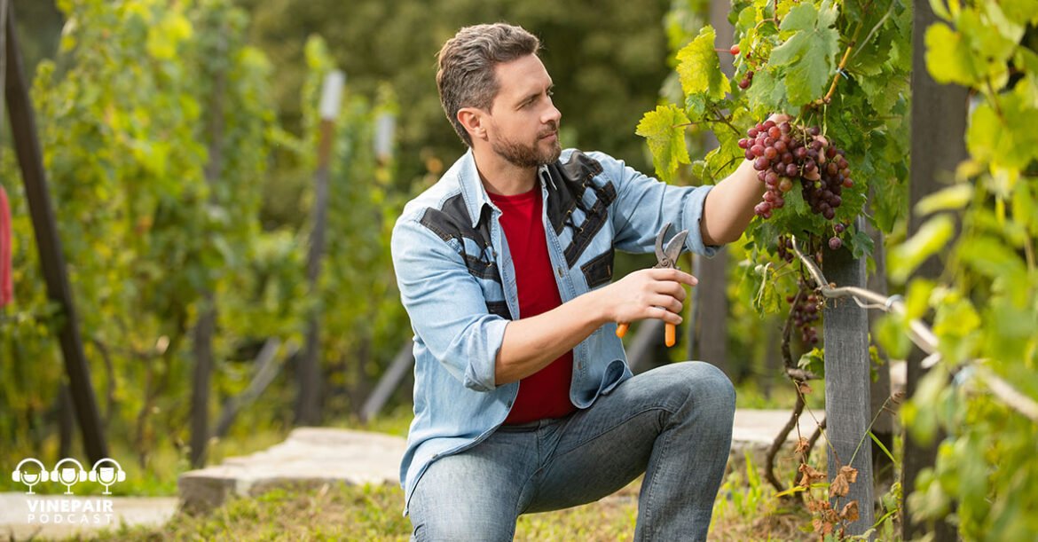 The VinePair Podcast: Where Do Winemakers Come From?