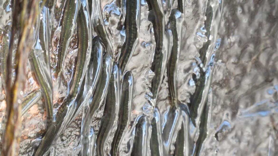 These rock-climbing fish can shimmy up a 50-foot waterfall : NPR