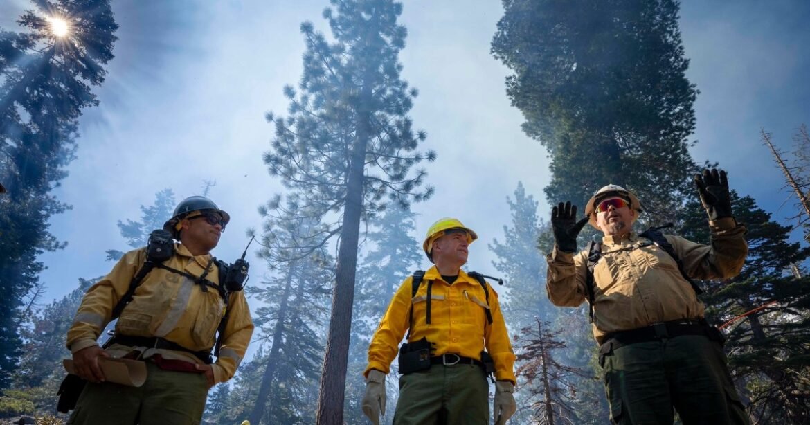 Trump’s Forest Service Upheaval Sows Confusion and Concern – Mother Jones