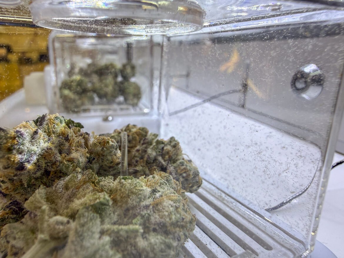 Buds of marijuana on display inside Mother Earth Wellness in Pawtucket, Rhode Island. (Photo by Christopher Shea/Rhode Island Current)