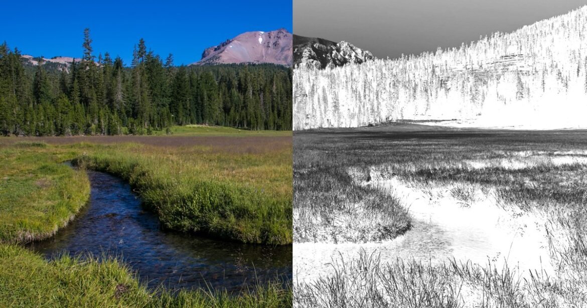 We Are Bombarding America’s Forests With Roundup – Mother Jones