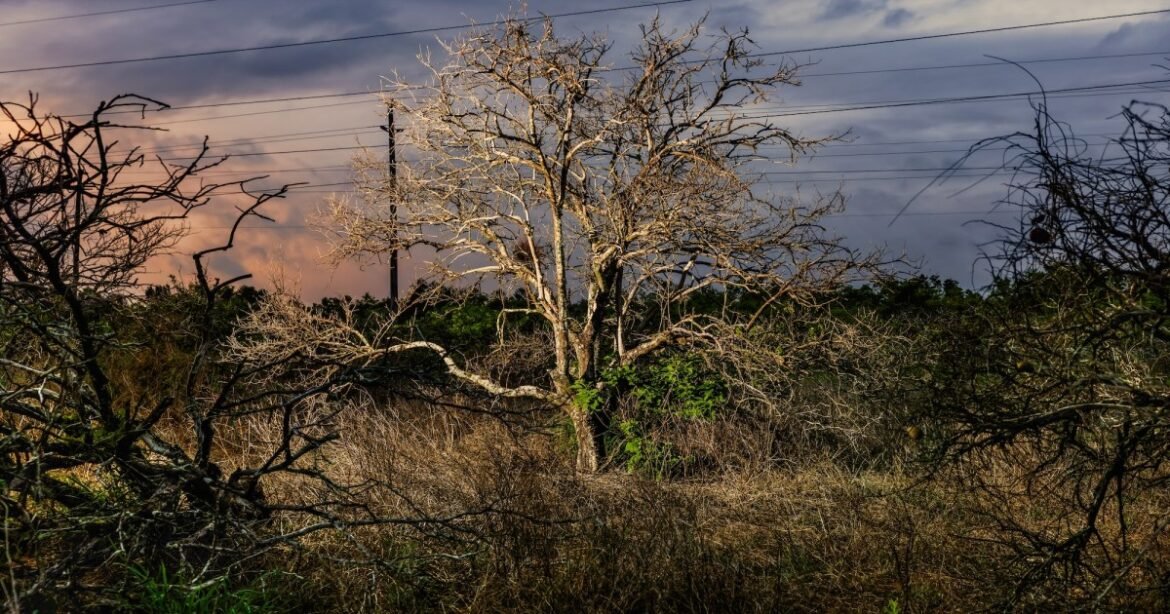 Who Killed the Florida Orange? – Mother Jones